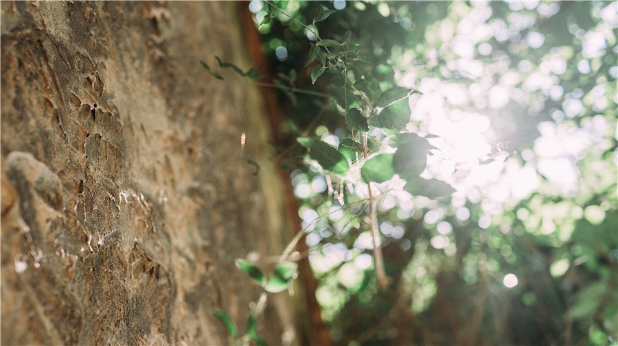 悠然別苑民宿設(shè)計，聽海風的聲音