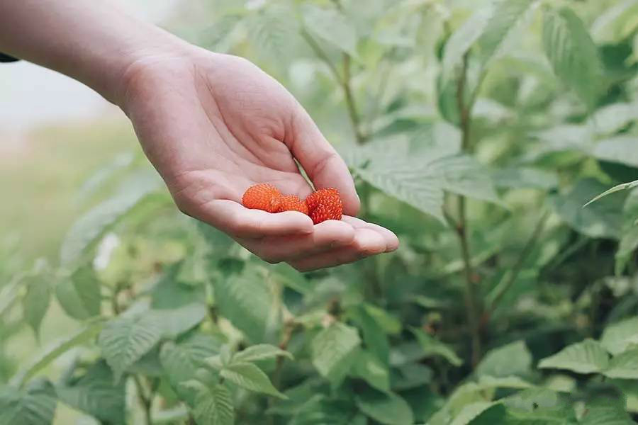 西坡千島湖民宿酒店，瓦爾登湖的自由生活