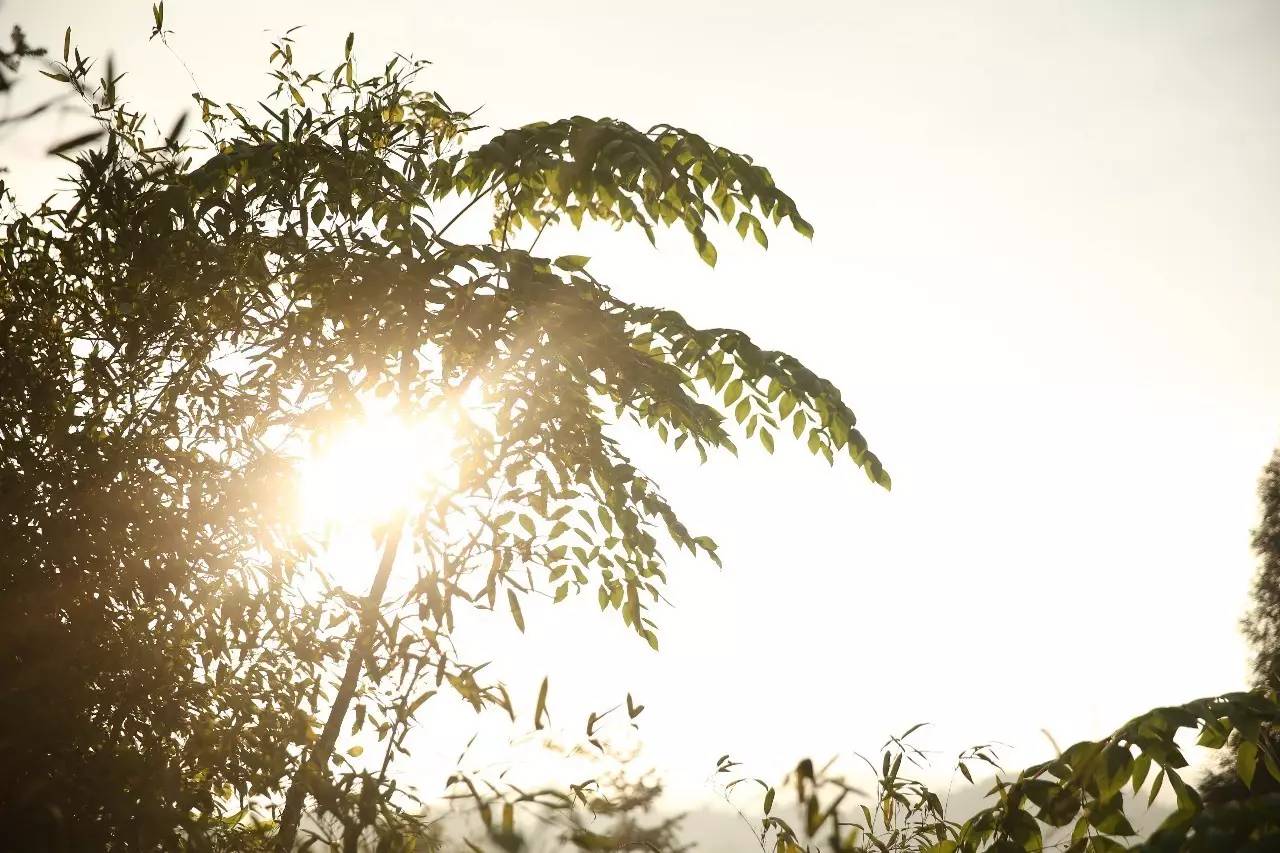 大來山樹屋民宿，喚醒古老村莊留住青山綠水