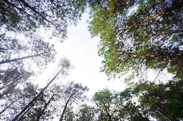 大來山樹屋民宿，喚醒古老村莊留住青山綠水