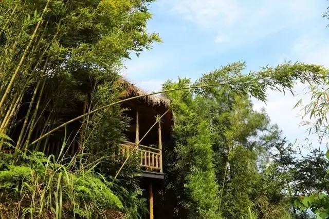 大來山樹屋民宿，喚醒古老村莊留住青山綠水