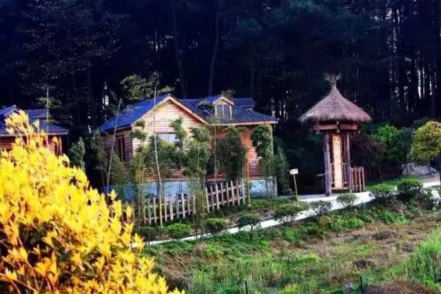 大來山樹屋民宿，喚醒古老村莊留住青山綠水