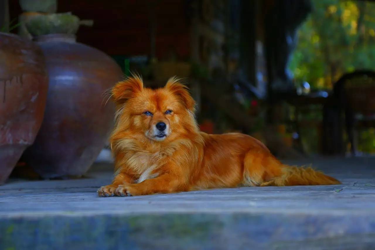 大來(lái)山樹(shù)屋民宿，喚醒古老村莊留住青山綠水