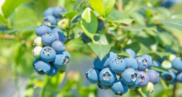大來(lái)山樹(shù)屋民宿，喚醒古老村莊留住青山綠水