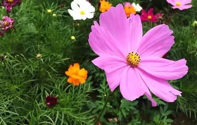 大來山樹屋民宿，喚醒古老村莊留住青山綠水