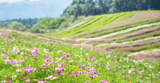大來山樹屋民宿，喚醒古老村莊留住青山綠水