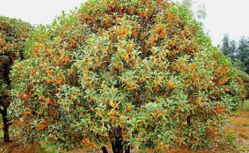 大來山樹屋民宿，喚醒古老村莊留住青山綠水