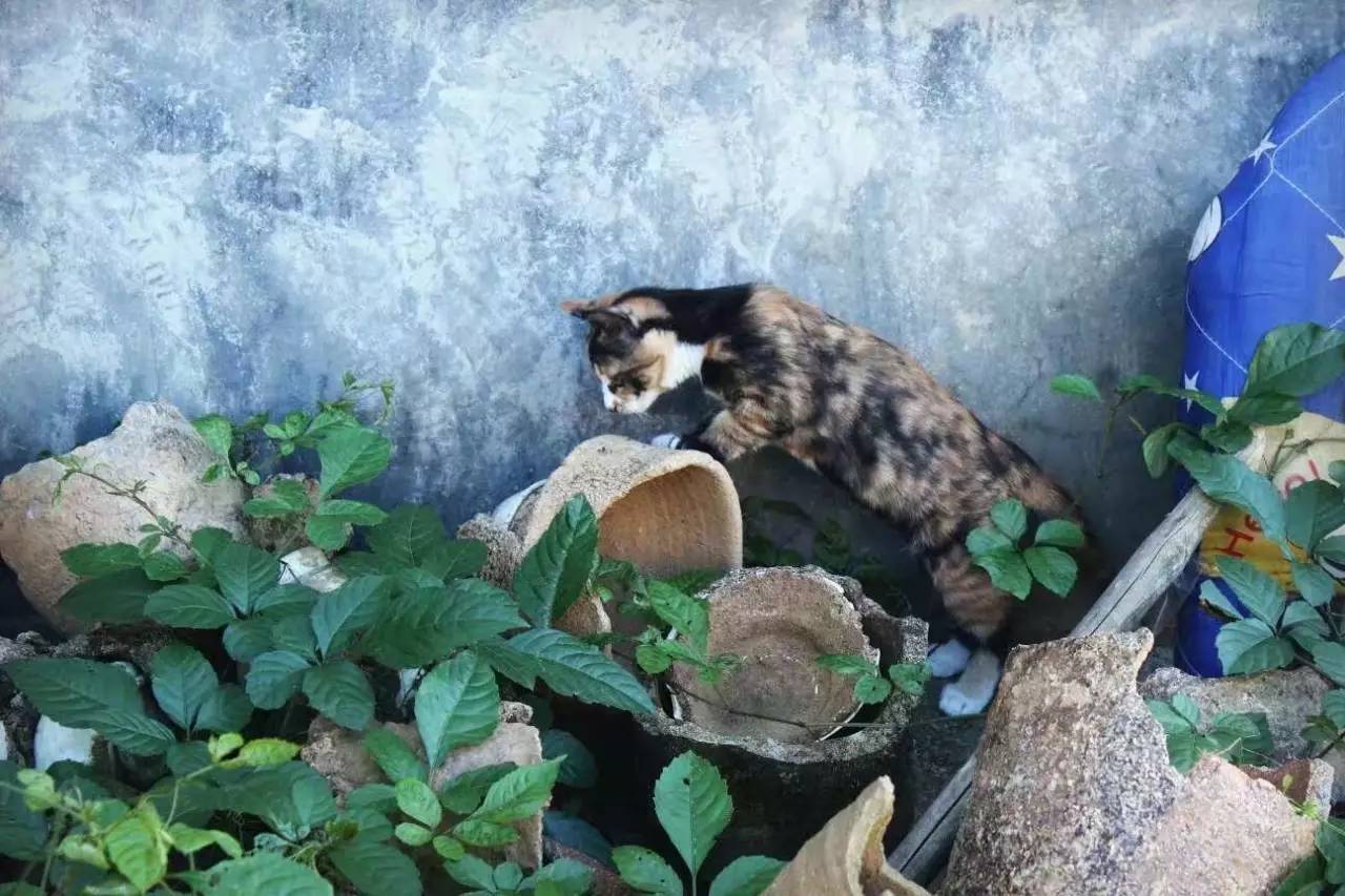 荒無(wú)舍民宿，山腳下日出而作日落而息