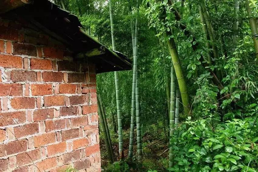 荒無舍民宿，山腳下日出而作日落而息