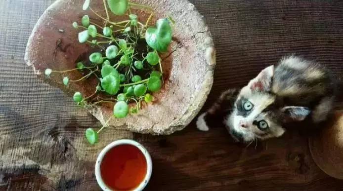 荒無舍民宿，山腳下日出而作日落而息