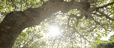 鼓浪嶼喜林閣民宿，遇見心頭歡喜