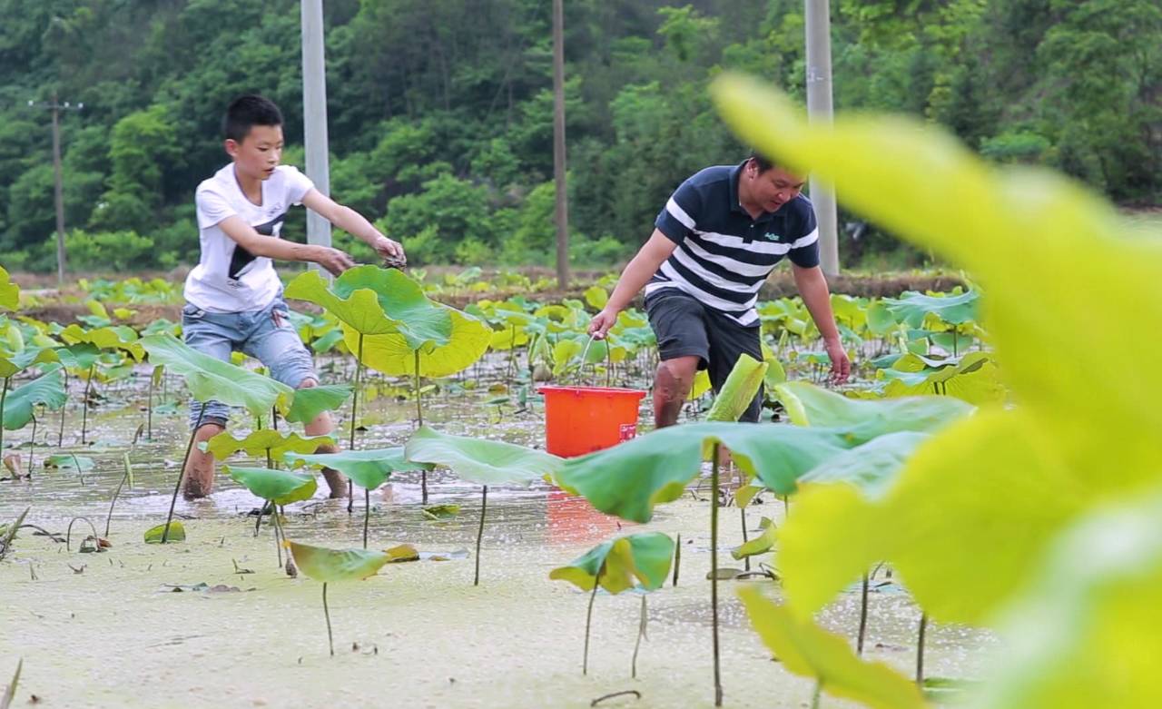新安江畔谷掌民宿，莊園里享受青山環(huán)繞的美景