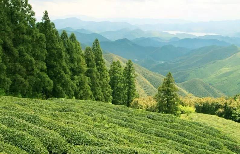 客堂間莫干山民宿，隱居深山聆聽自然