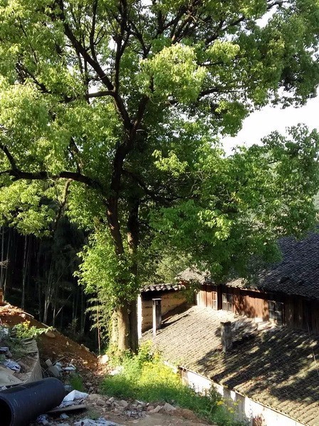 客堂間莫干山民宿，隱居深山聆聽自然