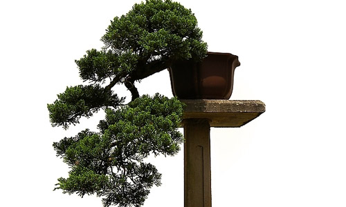 徽派盆景，民族優(yōu)秀的工藝美術(shù)品