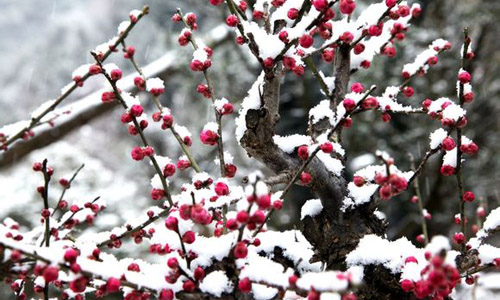 徽派盆景，民族優(yōu)秀的工藝美術(shù)品