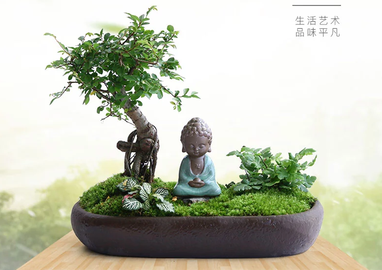 禪意桑榆樹(shù)組合盆栽，菖蒲綠植盆景圖片