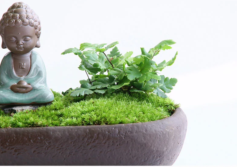 禪意桑榆樹(shù)組合盆栽，菖蒲綠植盆景圖片