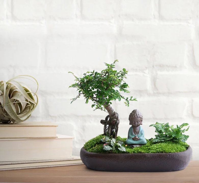 禪意桑榆樹(shù)組合盆栽，菖蒲綠植盆景圖片