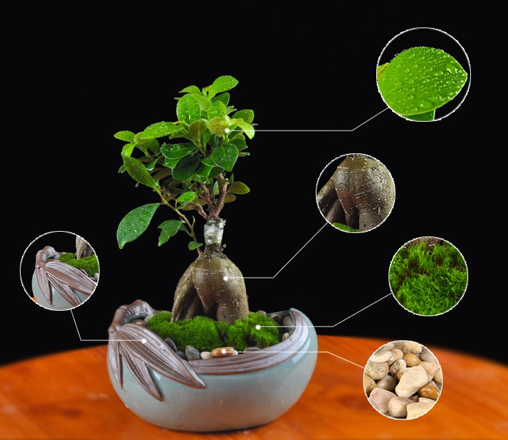 人參榕盆景植物，禪意綠植四季常青盆栽盆景