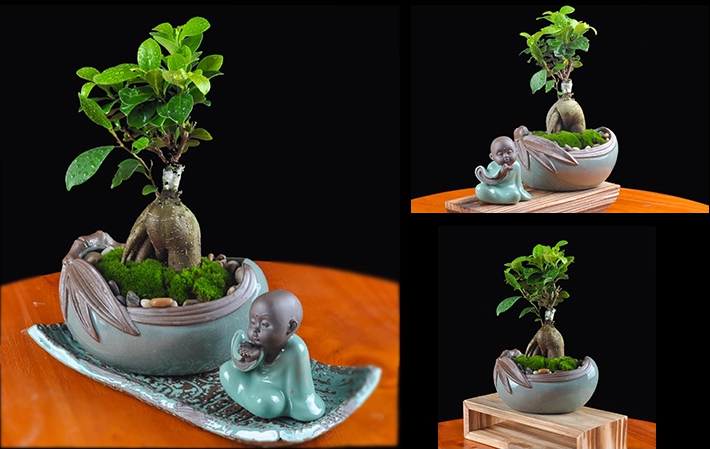 人參榕盆景植物，禪意綠植四季常青盆栽盆景