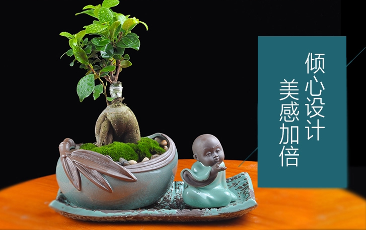 人參榕盆景植物，禪意綠植四季常青盆栽盆景