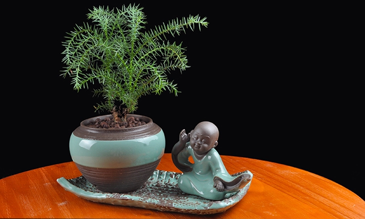 澳洲杉綠植組合盆景，四季常青樹禪意盆景