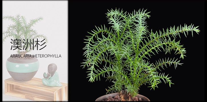 澳洲杉綠植組合盆景，四季常青樹禪意盆景