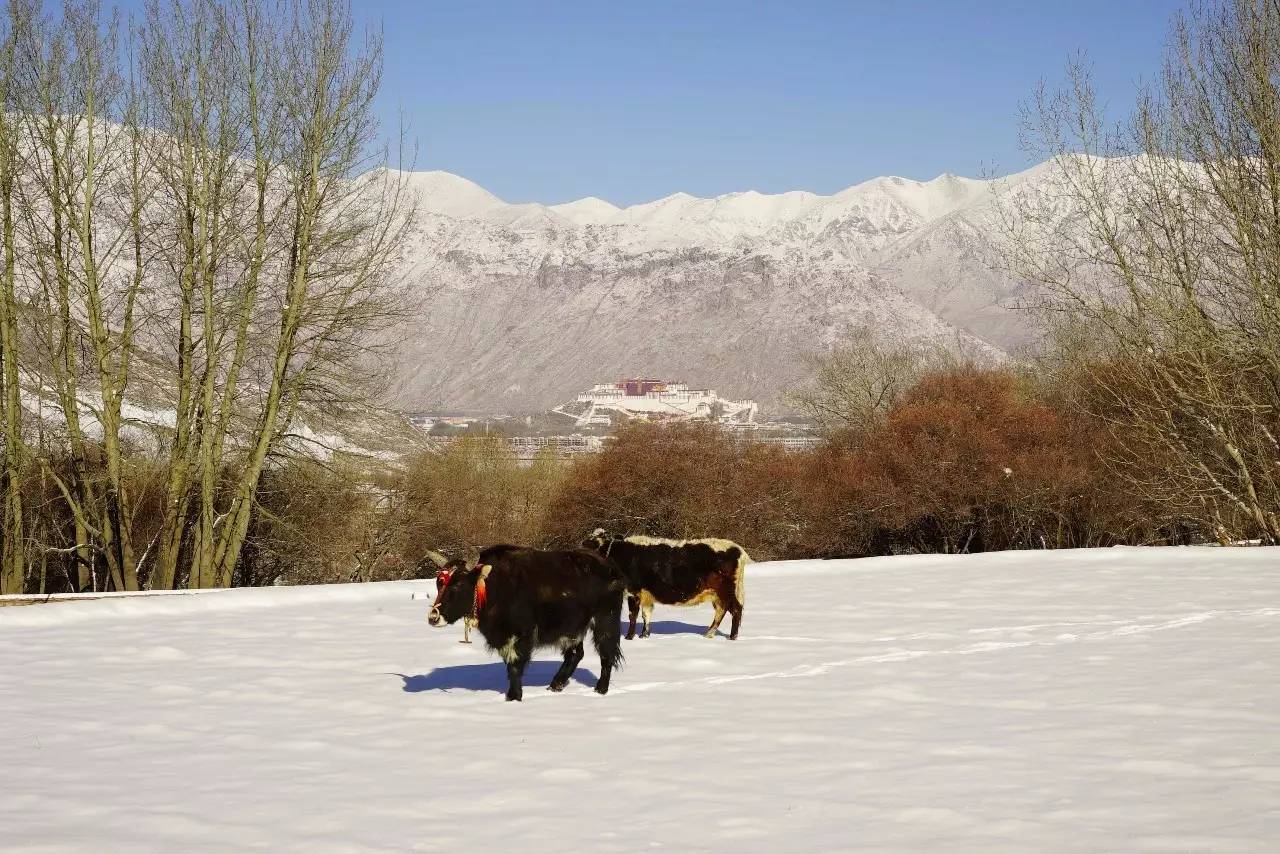 松贊拉薩曲吉林卡，用松贊的方式重走拉薩