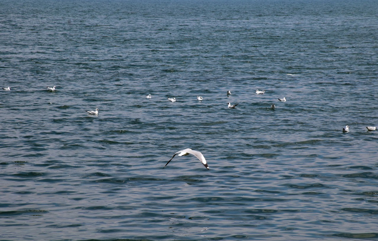 融居·銀箔泉，來銀箔泉邊喝茶看蒼山洱海