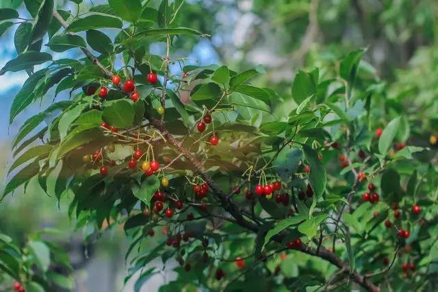 融居·銀箔泉，來銀箔泉邊喝茶看蒼山洱海