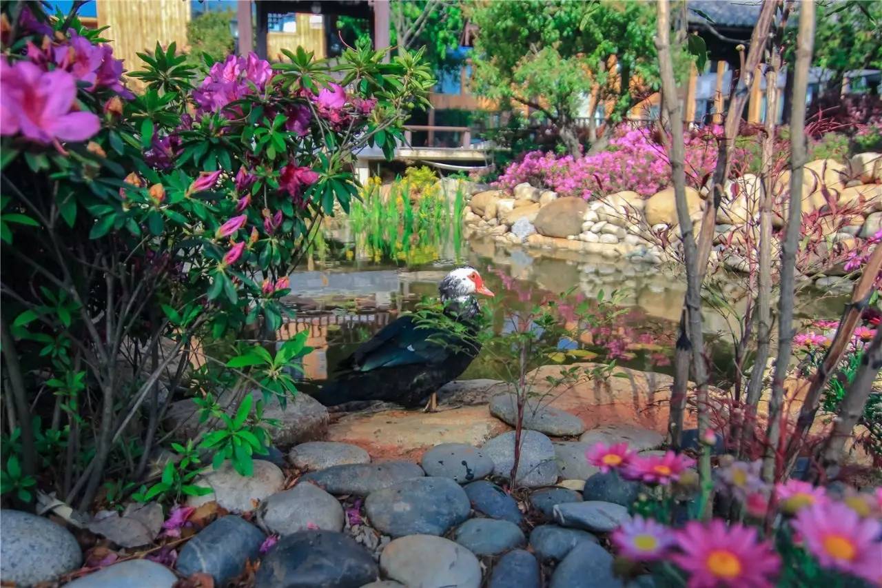 融居·銀箔泉，來(lái)銀箔泉邊喝茶看蒼山洱海