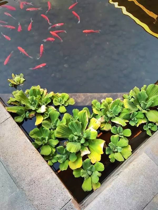 融居·銀箔泉，來(lái)銀箔泉邊喝茶看蒼山洱海