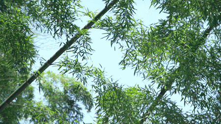 鳴林民宿，穿越千山萬水魂?duì)繅?mèng)索的只有家鄉(xiāng)