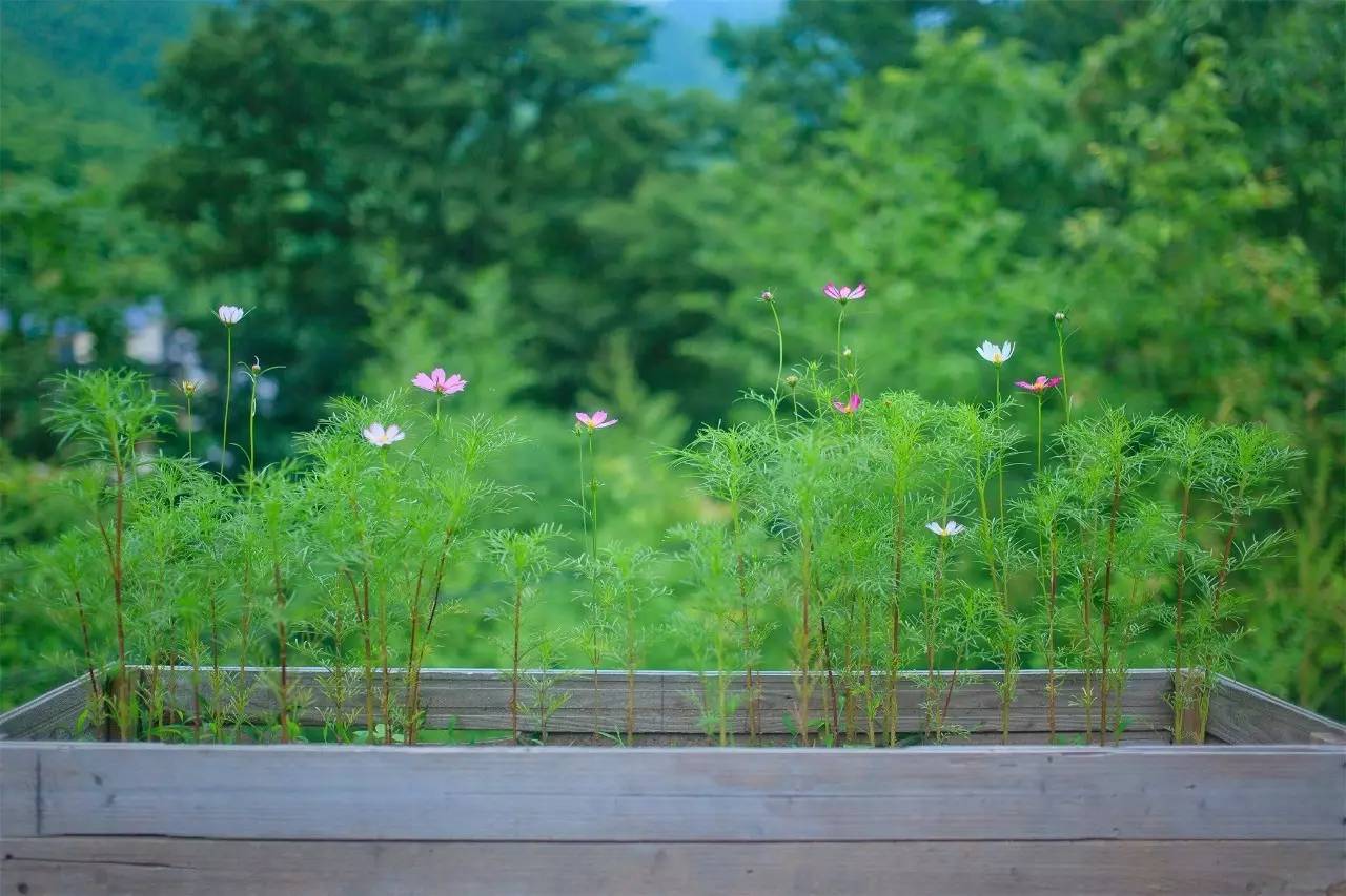 大樂(lè)之野·谷舍，擁有一個(gè)詩(shī)意的世界