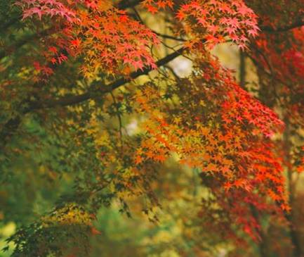 大樂之野·谷舍，擁有一個(gè)詩意的世界