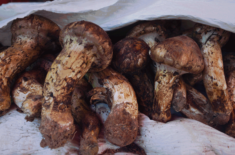 文殊·林舍，在麗江古城過著獨(dú)一無二的小日子