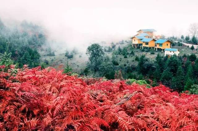 若丁山七號營地，無數(shù)人向往的“星空露營地”