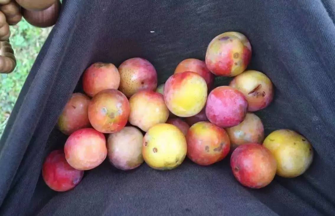 若丁山七號(hào)營地，無數(shù)人向往的“星空露營地”