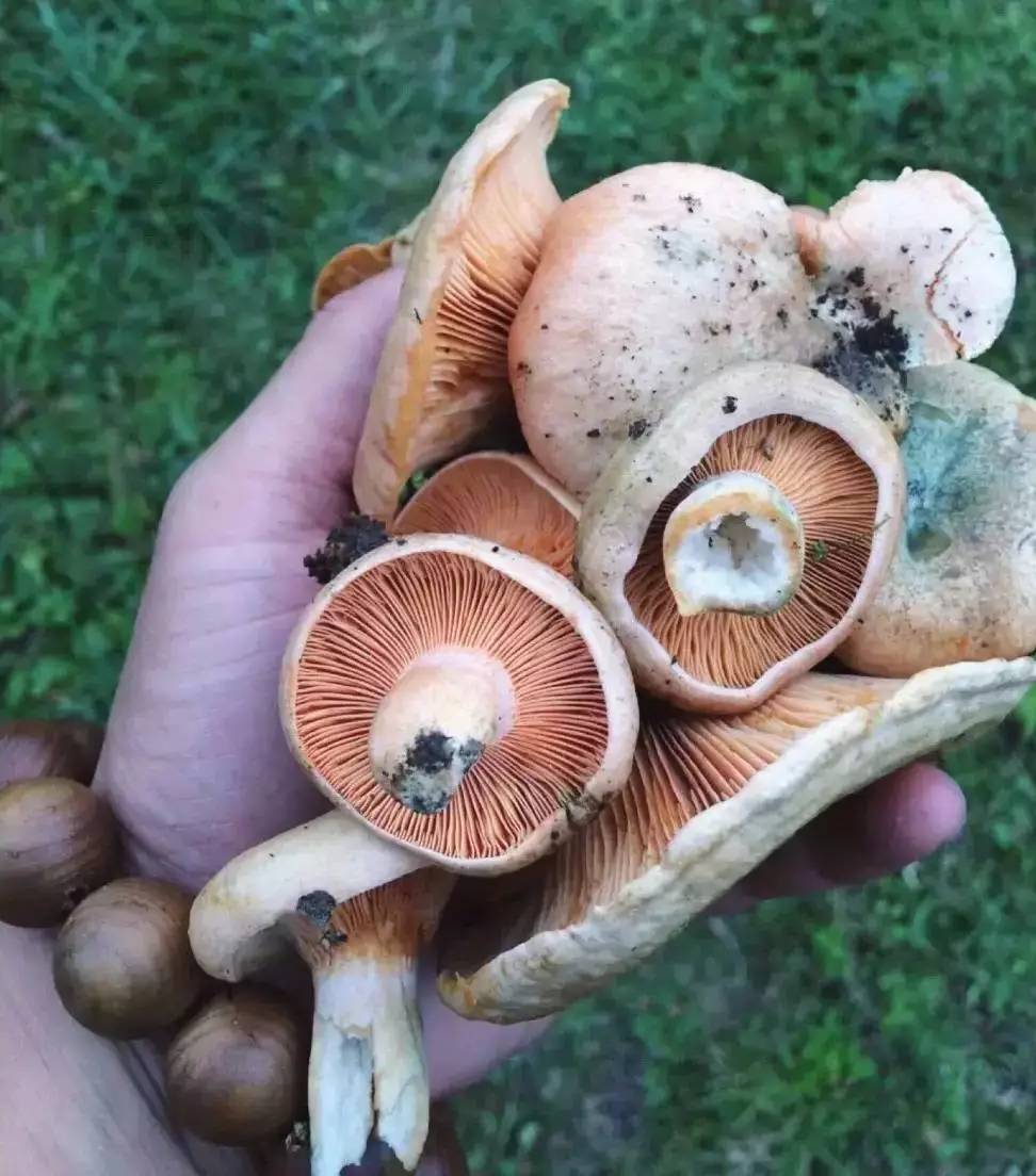 若丁山七號(hào)營地，無數(shù)人向往的“星空露營地”