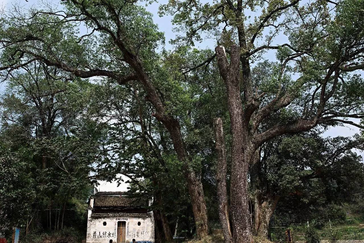 墅家墨娑西沖院，活了的老宅訴說舊日的時光
