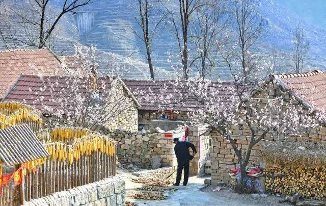 沂蒙山舍，呼吸大自然“臥聽松嘯 伴山而眠”