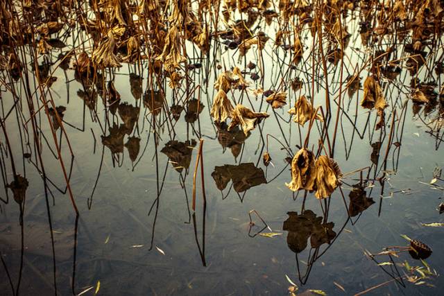 中國(guó)人在秋天的九種情調(diào)，唯美古風(fēng)句子