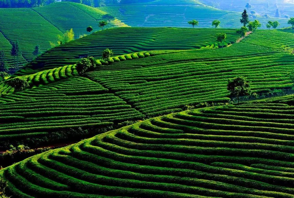 茶隱山房，以茶會友隱逸塵世