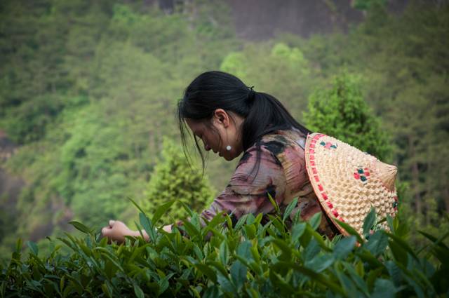 茶隱山房，以茶會(huì)友隱逸塵世
