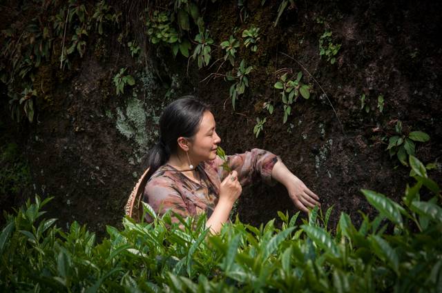 茶隱山房，以茶會(huì)友隱逸塵世