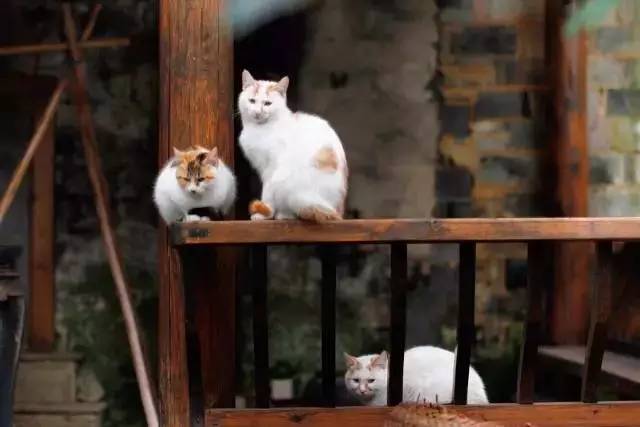 關(guān)麓小筑，修繕一棟百年老宅