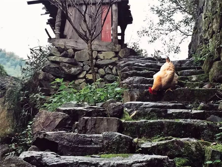 棲霞山居，溪流環(huán)繞在古村落捕魚看霞光