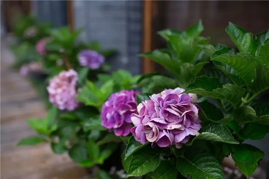 棲霞山居，溪流環(huán)繞在古村落捕魚(yú)看霞光