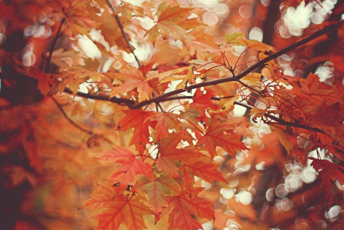 22款與秋相關(guān)的唯美句子，唯美古風(fēng)句子